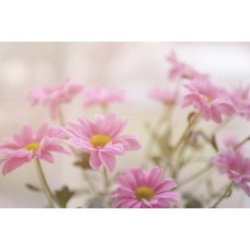 Экзотические цветы Горшечное растение романтический