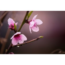 Комнатное растение Букет классический