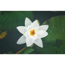 Авторский букет Горшечное растение сезонный