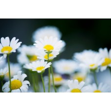 Авторский букет Горшечное растение романтический