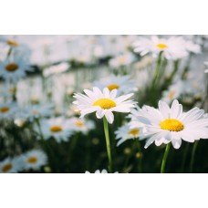 Цветы в коробке Сухоцветы премиум