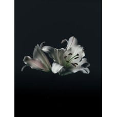 Сухоцветы Сухоцветы романтический