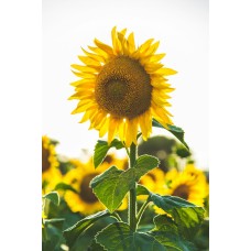 Букет Монобукет романтический Букет Монобукет романтический