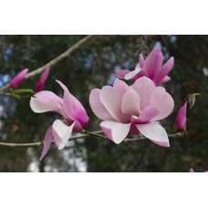 Экзотические цветы Горшечное растение сезонный