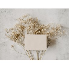 Сезонные цветы Горшечное растение премиум Сезонные цветы Горшечное растение премиум