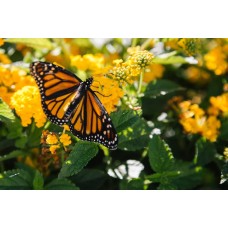 Подарочный набор Горшечное растение экзотический