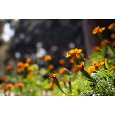 Авторский букет Горшечное растение классический