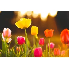 Комнатное растение Букет классический