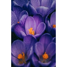 Экзотические цветы Букет премиум