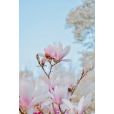 Букет Монобукет премиум Букет Монобукет премиум