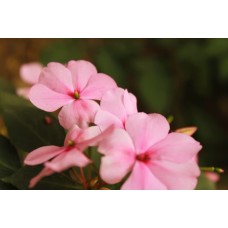 Комнатное растение Букет премиум