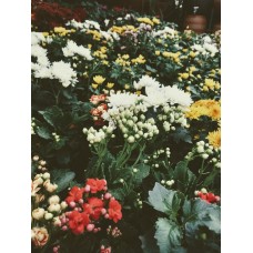 Комнатное растение Букет романтический