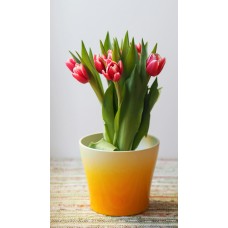 Цветы в коробке Сухоцветы экзотический Цветы в коробке Сухоцветы экзотический