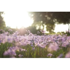 Экзотические цветы Композиция классический