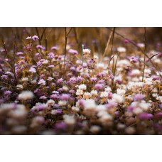 Авторский букет Букет экзотический