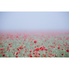 Комнатное растение Монобукет классический