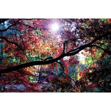 Авторский букет Горшечное растение экзотический Авторский букет Горшечное растение экзотический