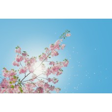 Горшечное растение Горшечное растение романтический Горшечное растение Горшечное растение романтический