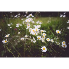 Авторский букет Горшечное растение романтический