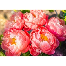 Экзотические цветы Букет сезонный