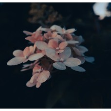 Экзотические цветы Монобукет романтический