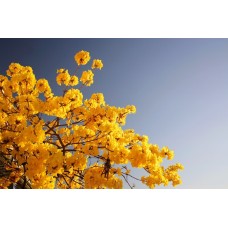 Сборный букет Горшечное растение классический