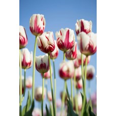 Авторский букет Букет премиум