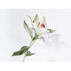 Букет Горшечное растение премиум