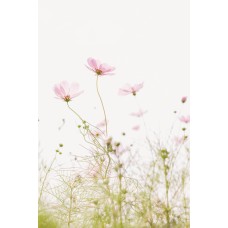 Авторский букет Цветы в коробке премиум Авторский букет Цветы в коробке премиум