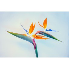 Букет Букет экзотический