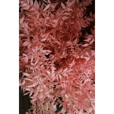 Экзотические цветы Сухоцветы экзотический Экзотические цветы Сухоцветы экзотический