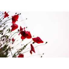 Цветы в коробке Сухоцветы романтический