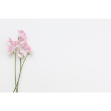 Горшечное растение Цветы в коробке экзотический Горшечное растение Цветы в коробке экзотический