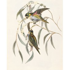 Экзотические цветы Сухоцветы премиум Экзотические цветы Сухоцветы премиум