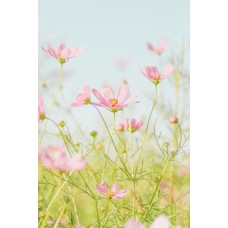 Букет Горшечное растение экзотический