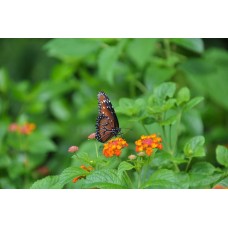 Экзотические цветы Монобукет премиум