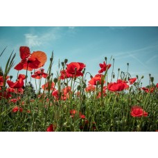 Букет Горшечное растение сезонный