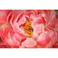 Авторский букет Цветы в коробке романтический Авторский букет Цветы в коробке романтический