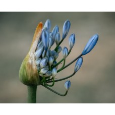 Букет Монобукет сезонный