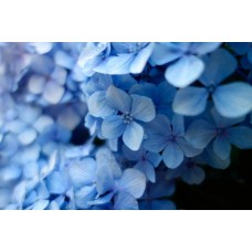 Экзотические цветы Композиция классический