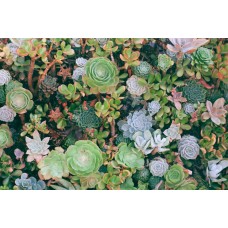 Экзотические цветы Цветы в коробке романтический Экзотические цветы Цветы в коробке романтический