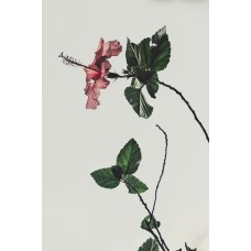 Авторский букет Сухоцветы премиум