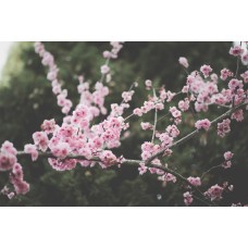 Цветы в коробке Цветы в коробке премиум