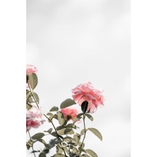 Экзотические цветы Букет классический