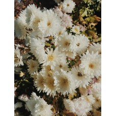 Горшечное растение Горшечное растение романтический Горшечное растение Горшечное растение романтический