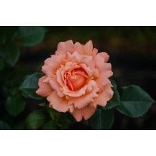 Экзотические цветы Букет сезонный