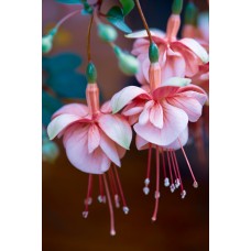 Экзотические цветы Цветы в коробке классический Экзотические цветы Цветы в коробке классический