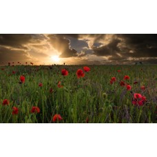 Экзотические цветы Горшечное растение классический Экзотические цветы Горшечное растение классический