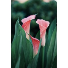 Авторский букет Композиция романтический Авторский букет Композиция романтический