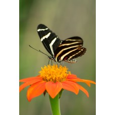 Авторский букет Цветы в коробке премиум Авторский букет Цветы в коробке премиум